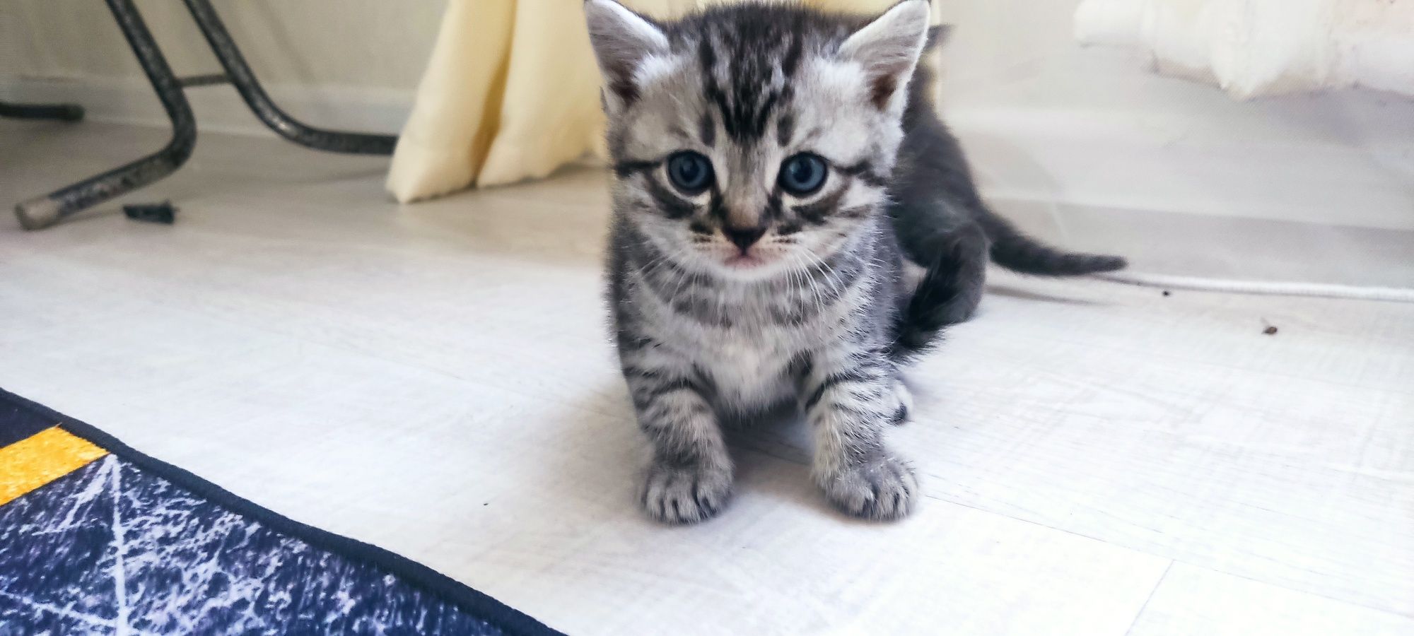 Котята скоттиш страйт