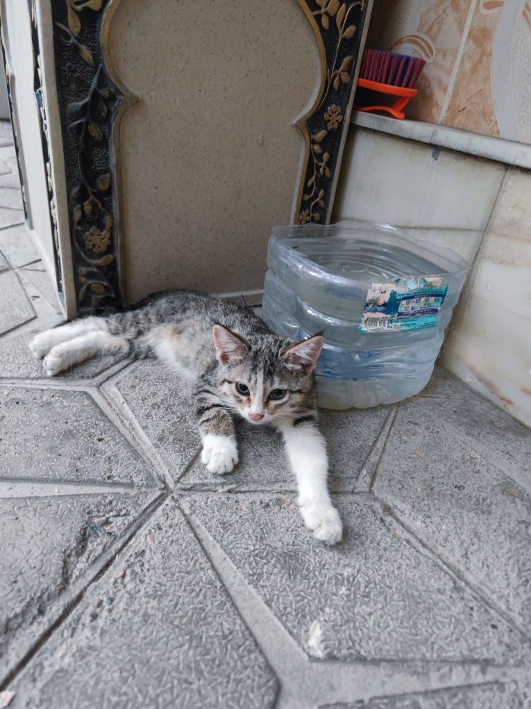 Отдам даром котят в хорошие руки