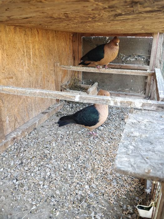 Vind porumbei arhangheli