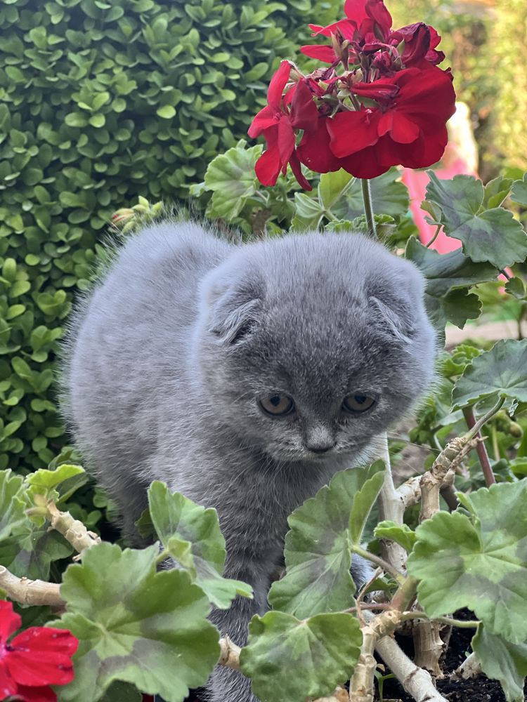 Британско мъжко коте