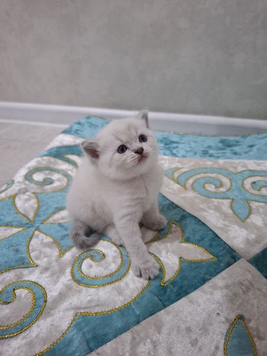 Продам Красивых Шикарных Шотландских Котят