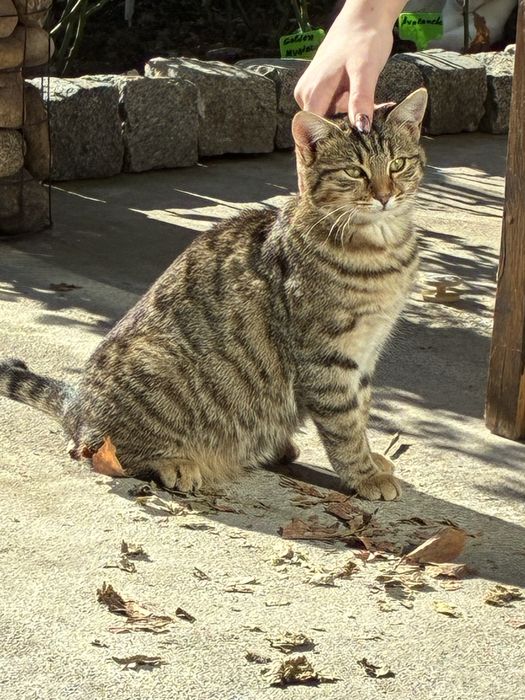 Женски котета на 5 месеца