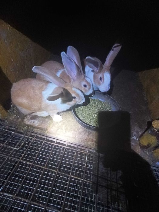 Micul fermier de iepuri