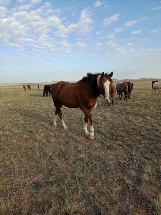 Айгыр    жеребец