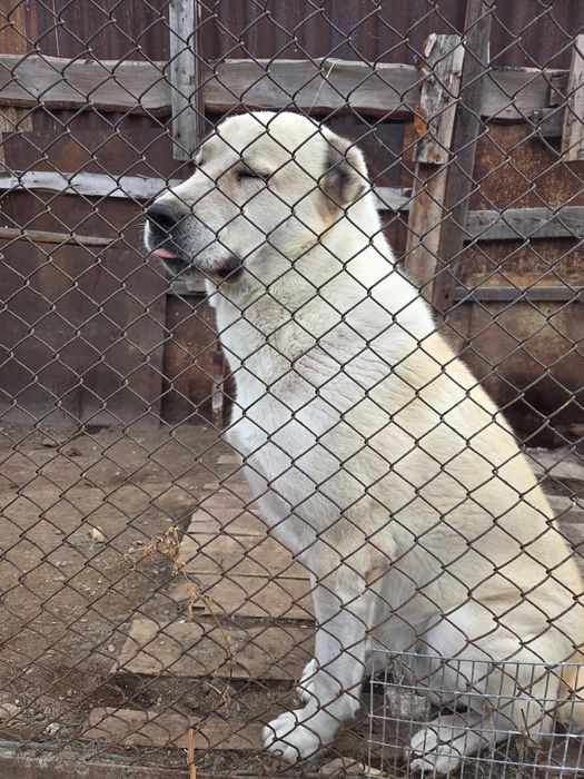 Щенки алабая, девочки