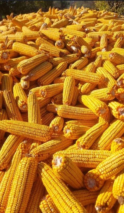 Porumb știuleți 2025