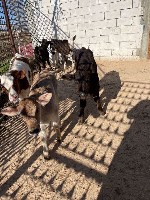 Vând vitei de rasă bună