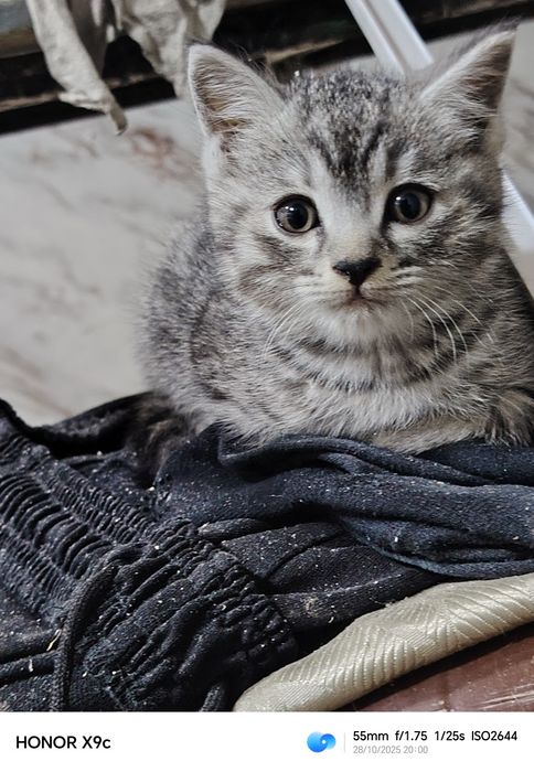 Котёнк Шотландский скотиш страйт мальчик 2 месяца