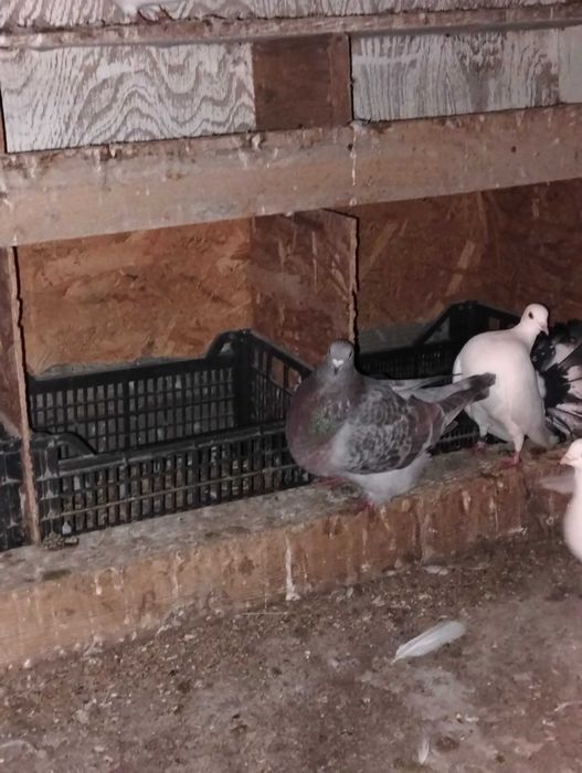 Vând diverși porumbei