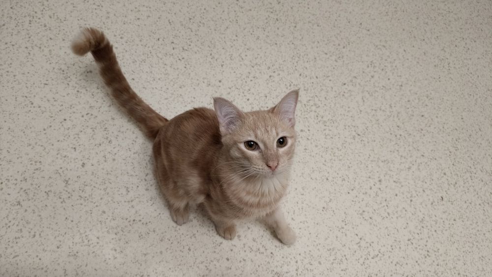 Отдам кота в хорошие руки