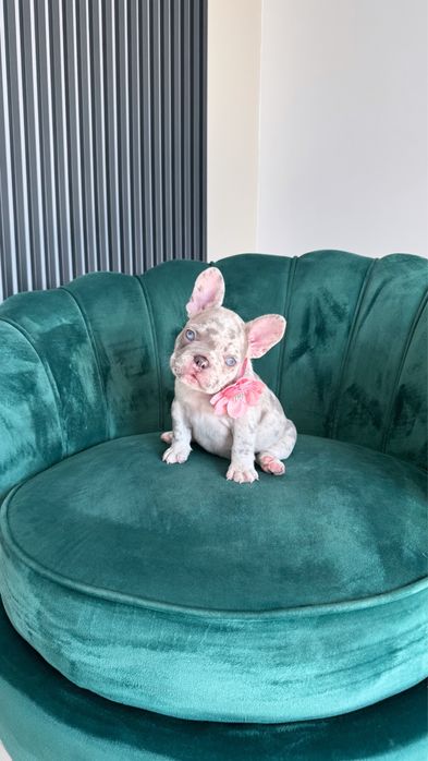 Bulldog francez Frenchie House Luxurios