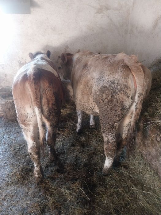 Vând 2 vitele balțate