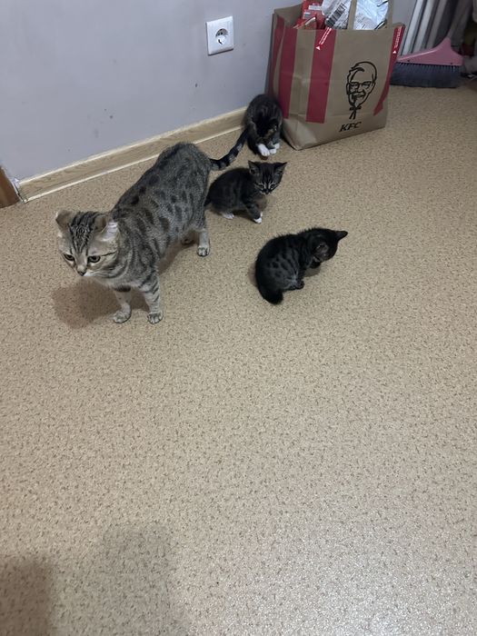 Отдам котят бесплатно