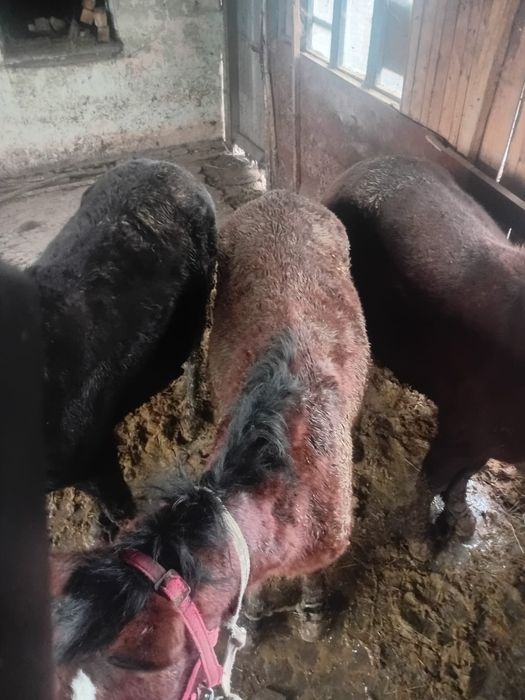 Тайлар сатылады таза өрісте өскен укол салынбаған тайлар еті дәмді