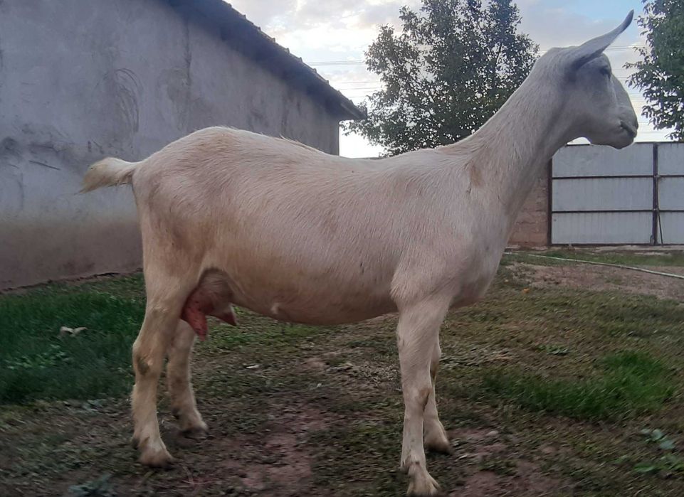 Capra Metis .Anglo Nubian Nobila Germana