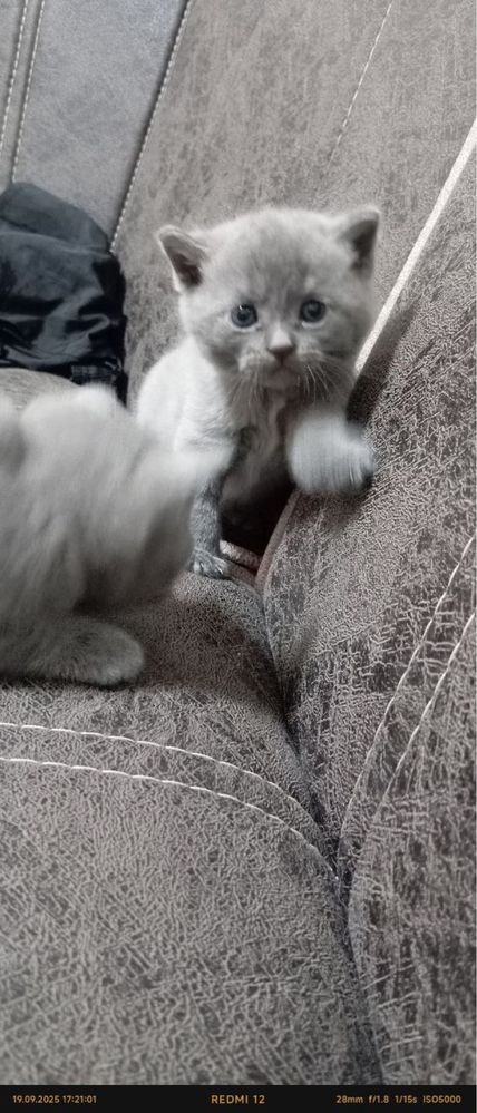 Продоётся котята чистокровные скоттиш фолд