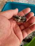 10 lei hamsterul