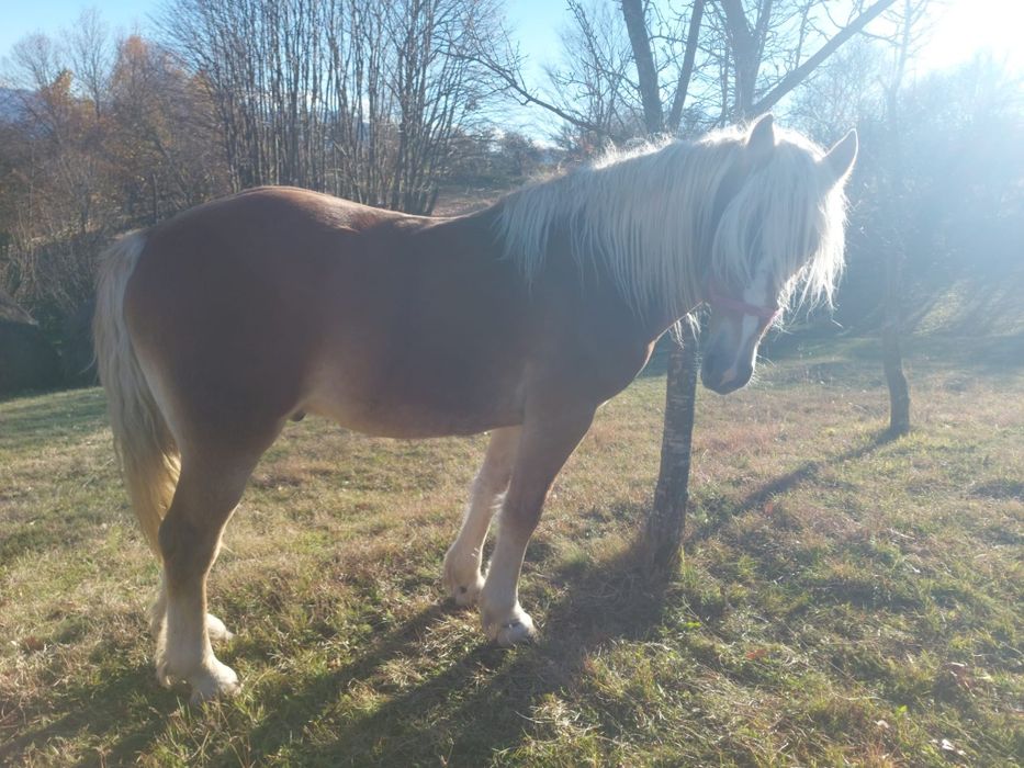 Vand armăsar de 2 ani