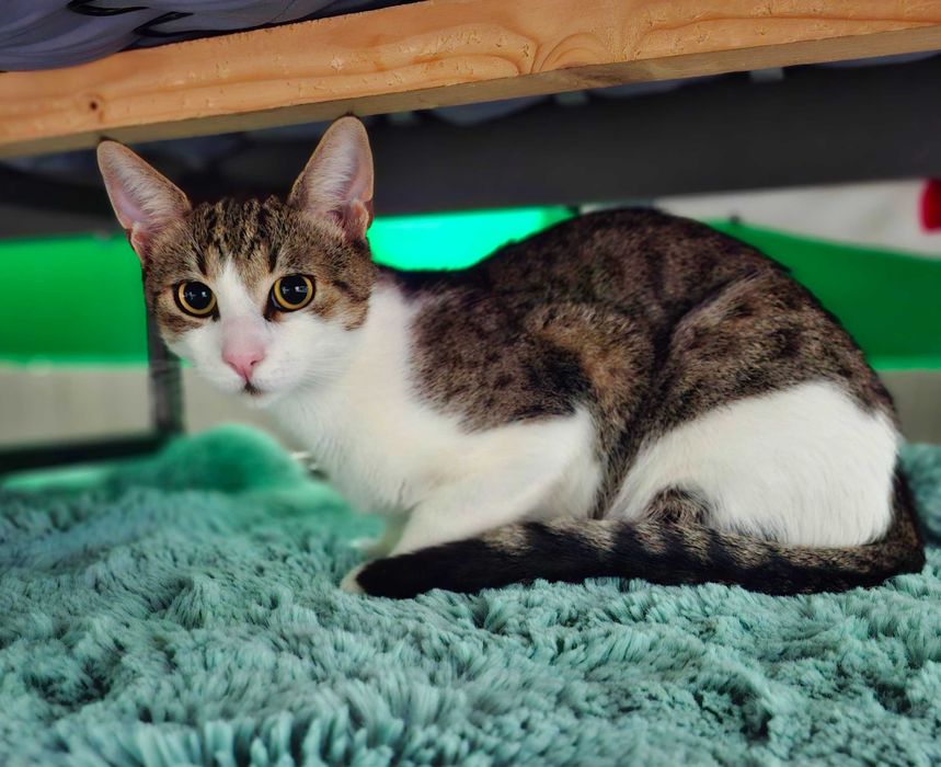 Adoptie motan vargat castrat si nastrujnic