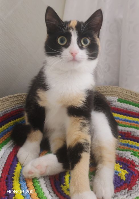 Отдам красивую кошечку в добрые руки