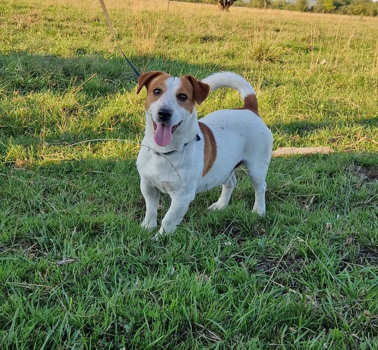 Mascul Jack Russel Terrier cu pedigree FCI