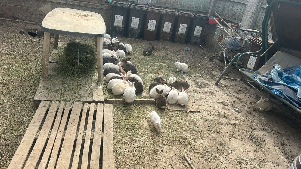 Vand iepuri diferite dimensiuni