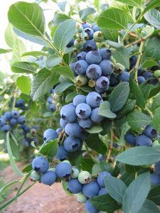 Vând afine la ghiveci  soiul Duke și trandafiri de dulceata  la ghivec