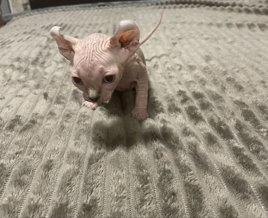 Котенца канадски сфинкс и елф