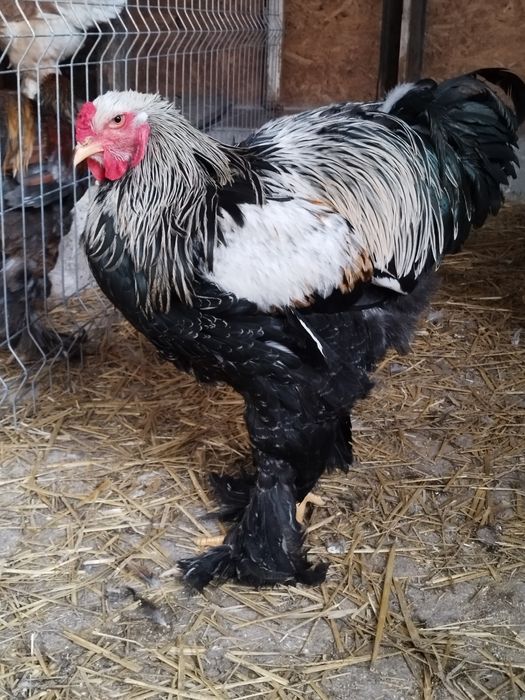 Cocos brahma herminat închis