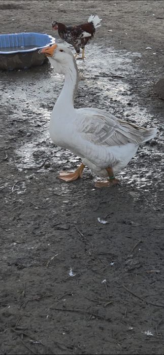 Pereche gaste holmogor