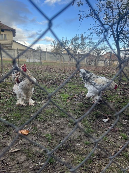 Продават се петли брама