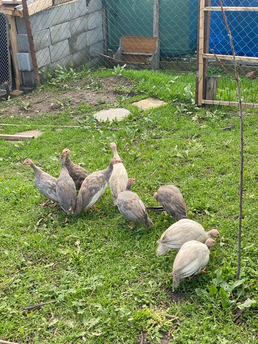 Токачки на 3месеца