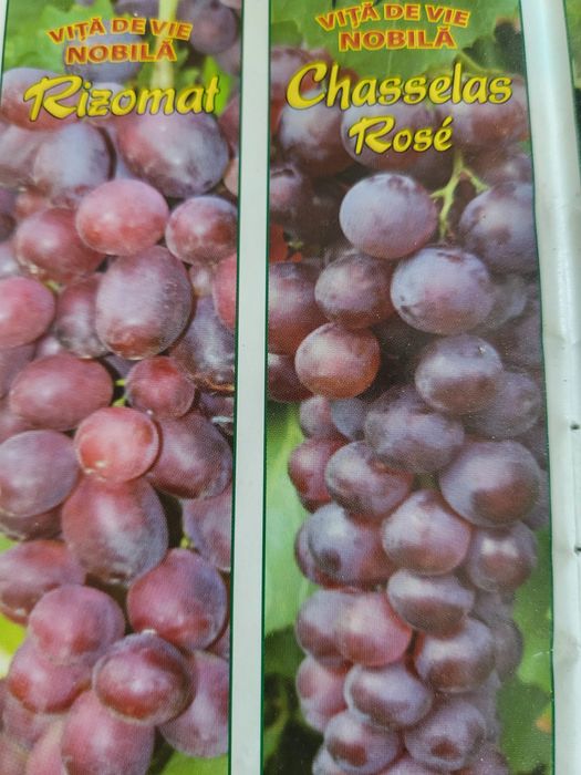 Vita de vie nobila [altoita]soiuri roze de masa