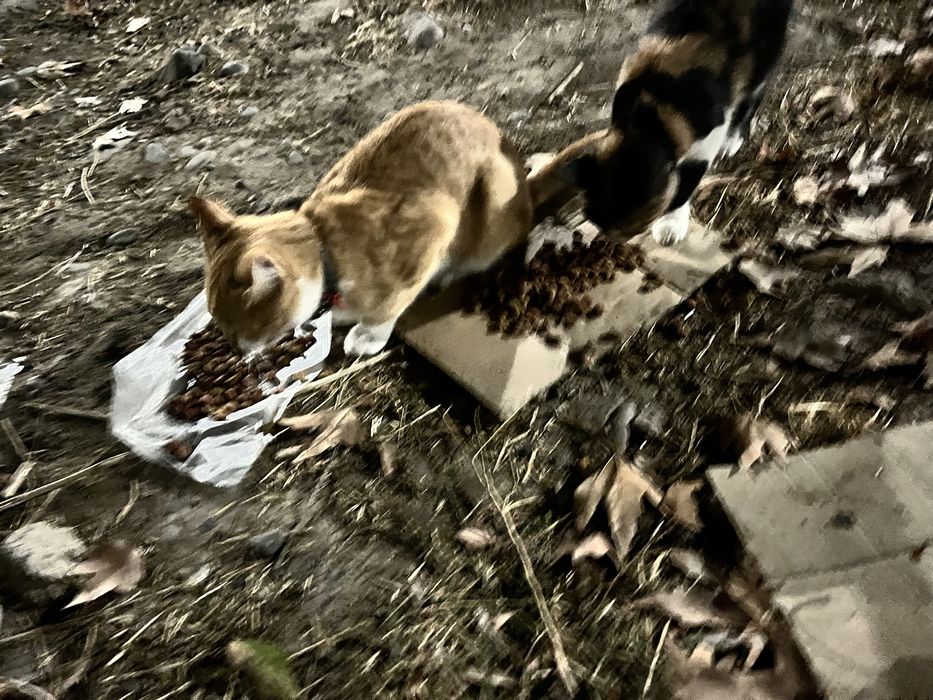 Chiroyli aqlli qiz bola mushuk hadyaga beriladi