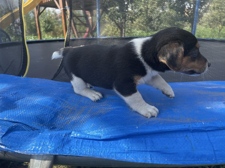 Jack russell terrier