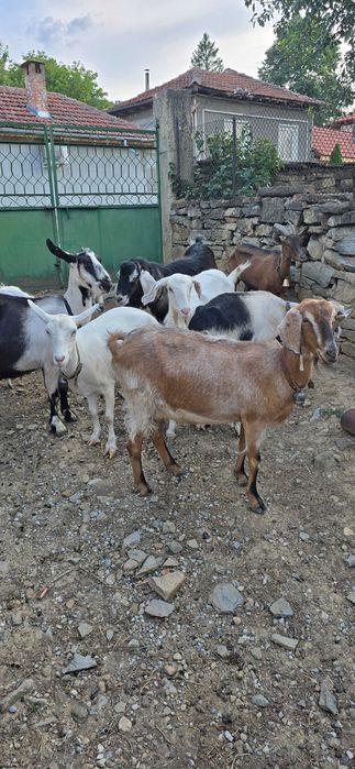 Продам 7 кози и един пръч