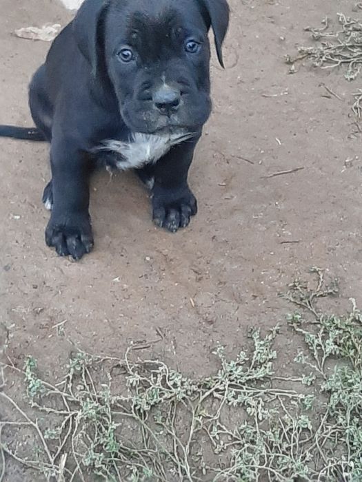 Mascul cane corso 2 luni