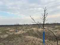 Орехова градина в Карлово!  56536