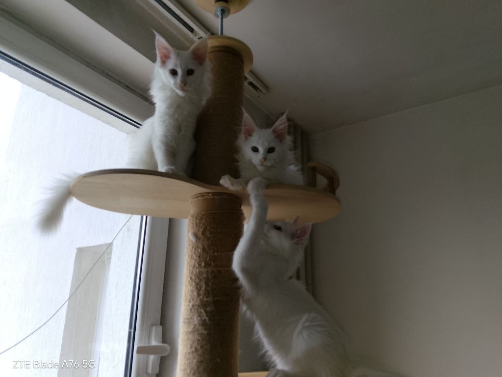 Породисти котета Мейн Кун