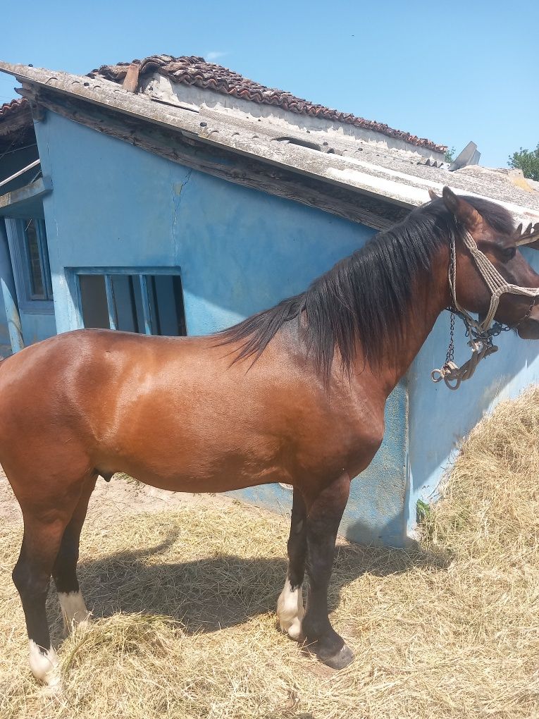 Armasar tanar de 3 ani