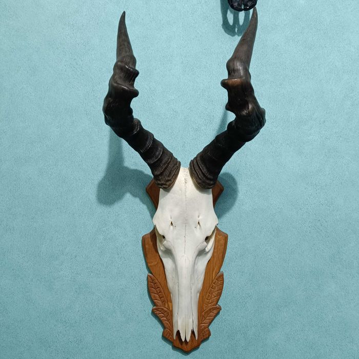 Череп от обикновен Бубал, Трофей, Череп с рога от антилопа Хартебийст