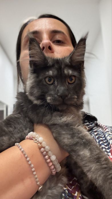 Femela Maine Coon black smoke
