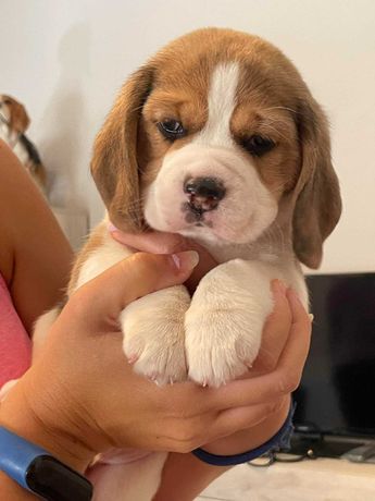 Beagle la varsta de 2 luni