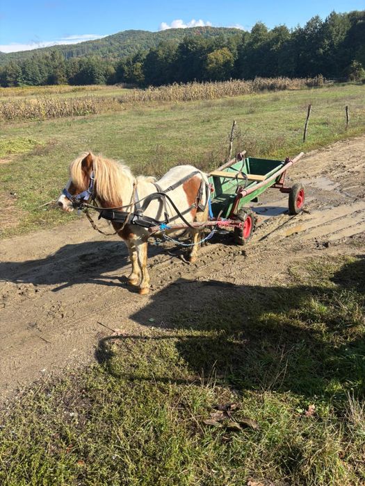 Vand ponei in vadta de 9 ani