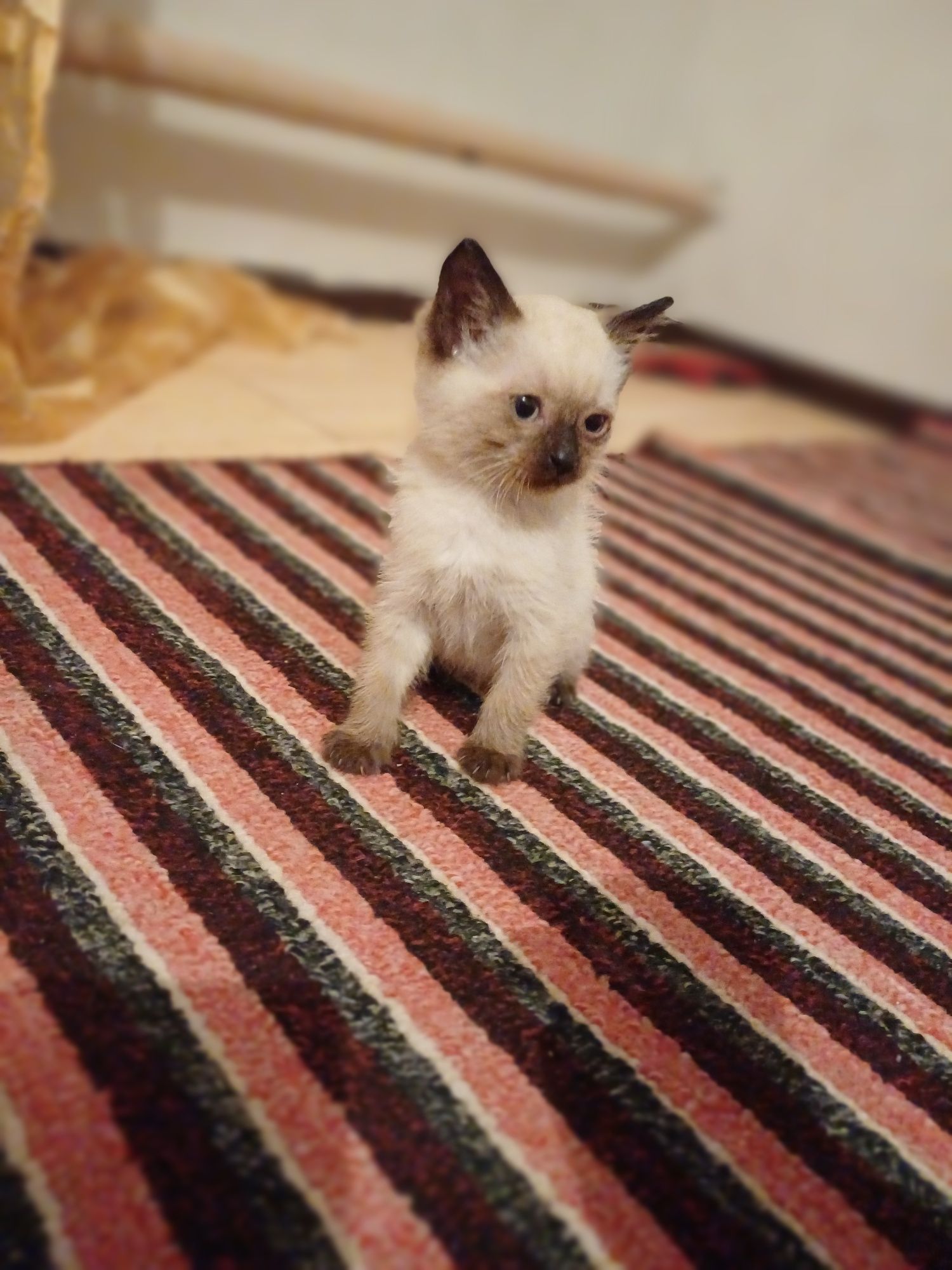 Отдам в добрые руки кошку с котятами. 3 мальчика и 2 девочки.