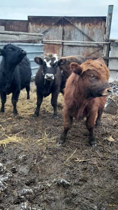 Продам бычков от 9 мес
