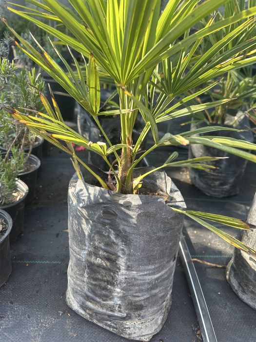 Палма трахикарпус малка