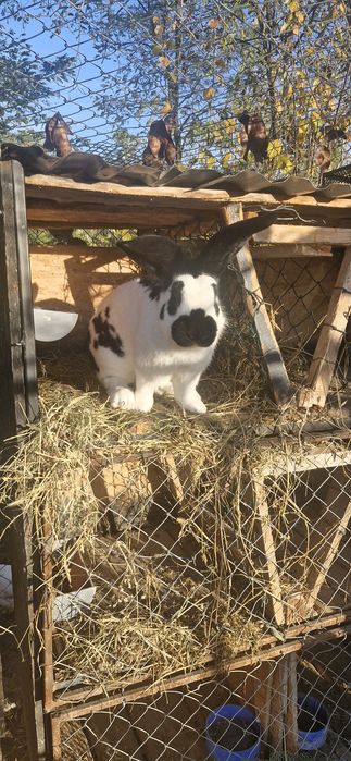 Fluture German rasa pura