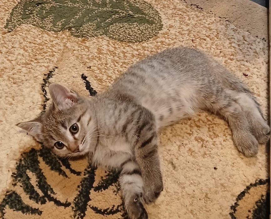 Котенок девочка 2,5 месяца