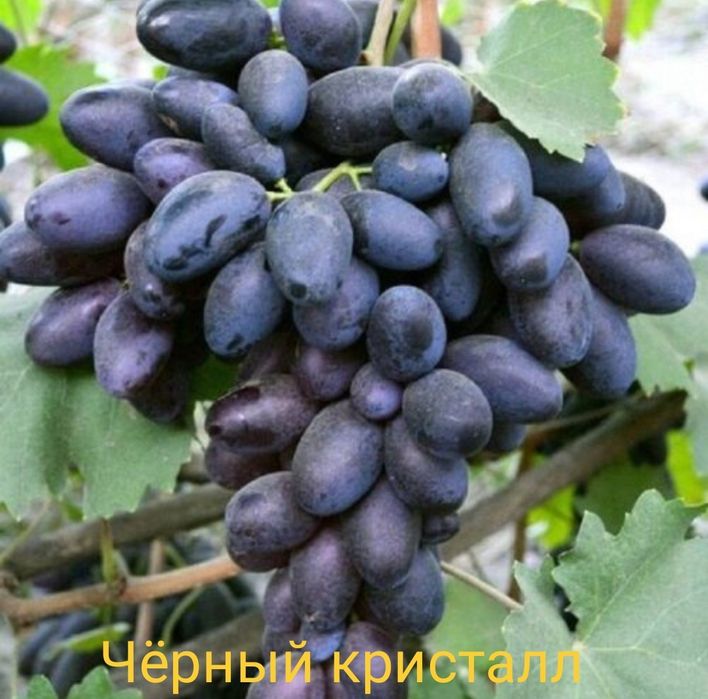 Виноград саженцы европейские сорта